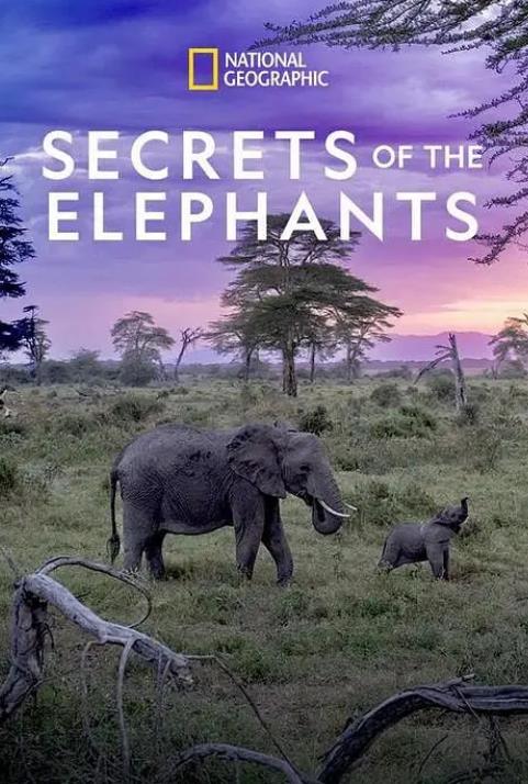 大象的秘密第一季