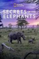 《大象的秘密第一季》